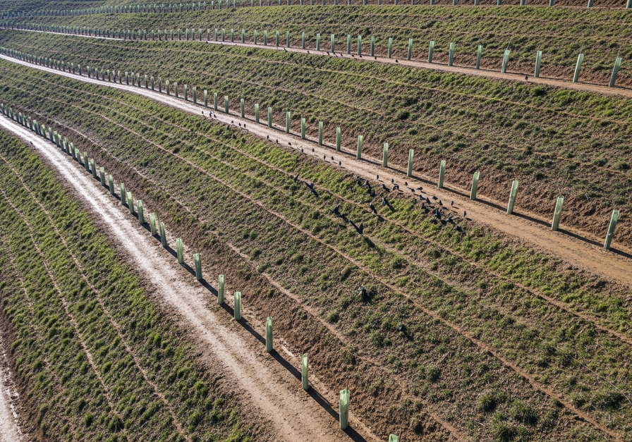 Drone's view of newly planted tree saplings in neat rows across a steep hillside, showcasing modern precision afforestation techniques.