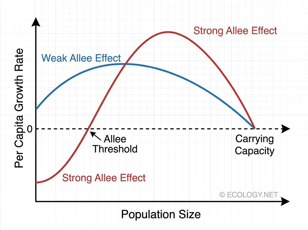 Graph comparing weak and strong Allee effects on per capita growth rate, highlighting the Allee Threshold.