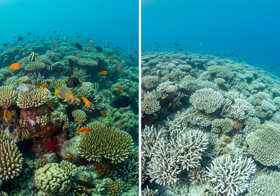 A split screen underwater photograph taken by a marine photographer during a clear day. The left half shows a vibrant coral reef with numerous coral species branching, massive, and encrusting along with a colorful assortment of fish and invertebrates, healthy green algae, and crystal clear water. The right half shows a bleached reef: predominantly white coral skeletons, sparse fish, and few living organisms. Both halves are in focus, natural lighting, and without annotations.