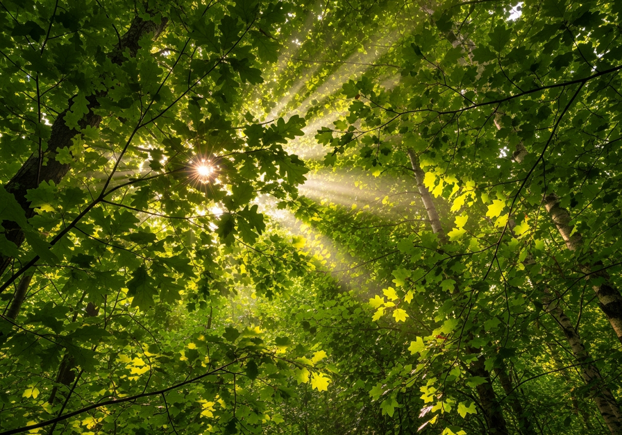 Sunlight filtering through a dense, green deciduous forest canopy, illustrating internal organic production.