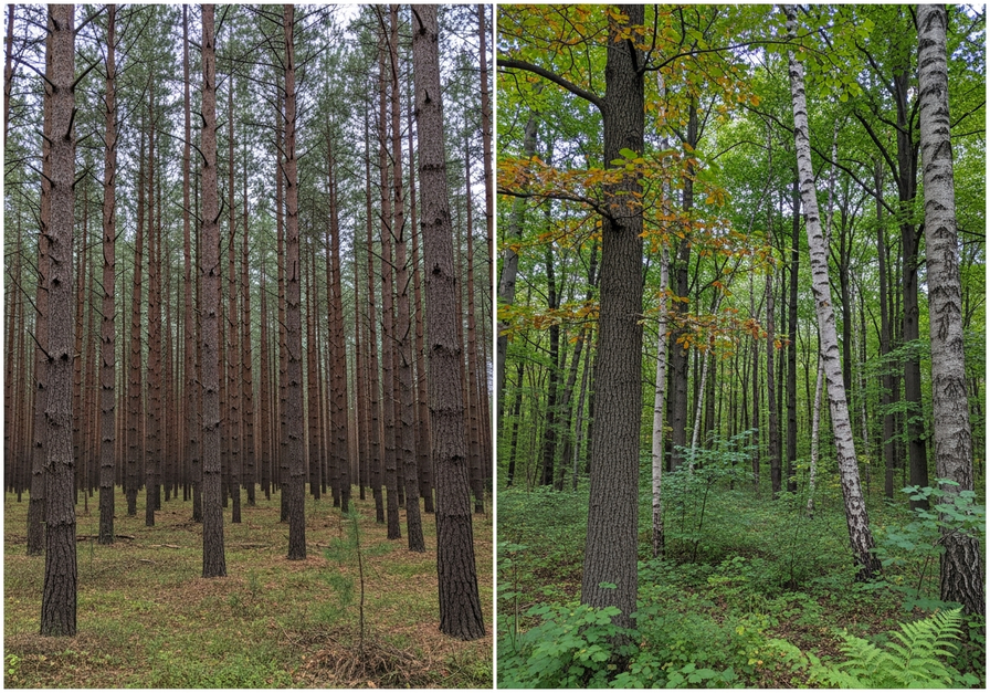 A split-screen image showing a uniform pine forest on the left and a diverse mixed hardwood forest on the right, illustrating differences in species composition despite potentially similar species counts.