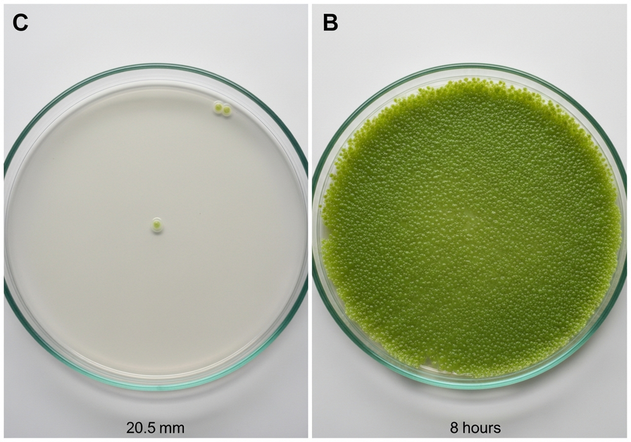 Split screen macro of a petri dish, showing a single bacterial colony on the left and a dense bacterial lawn on the right.
