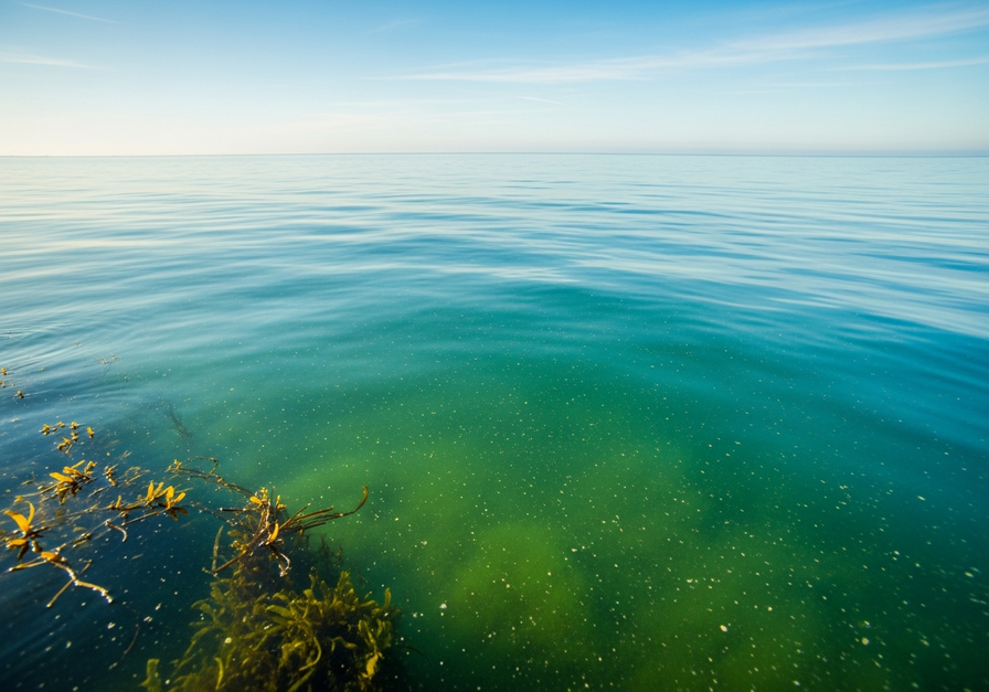 A calm ocean surface with phytoplankton blooms, illustrating the sea's role as a carbon sink.