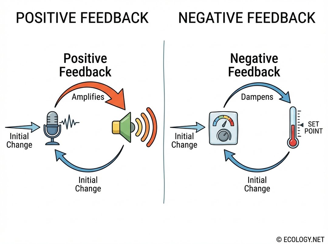 An illustrative diagram contrasting positive and negative feedback loops. Positive feedback shows an initial small arrow leading to an amplified larger arrow, with a microphone getting louder. Negative feedback shows an initial small arrow leading to a dampened smaller arrow, with a thermostat regulating temperature. Labels include 'Initial Change', 'Amplifies', 'Dampens', 'Positive Feedback', 'Negative Feedback'.