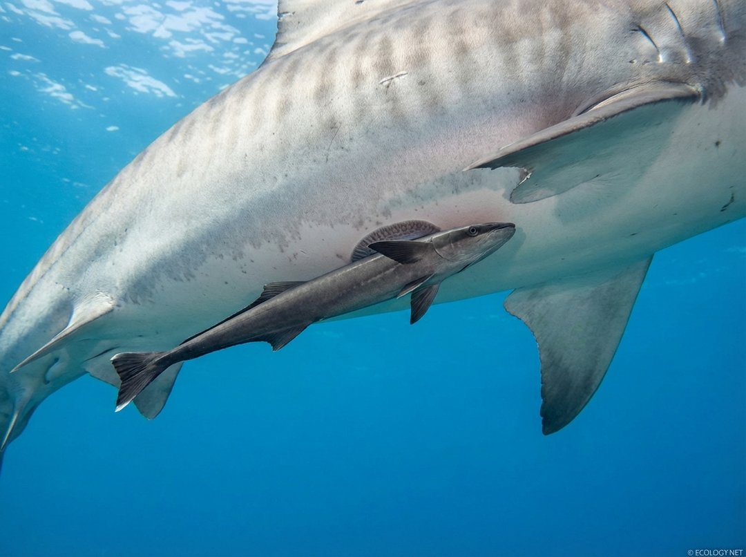 Photo of a remora fish attached to the underside of a shark in clear ocean water.