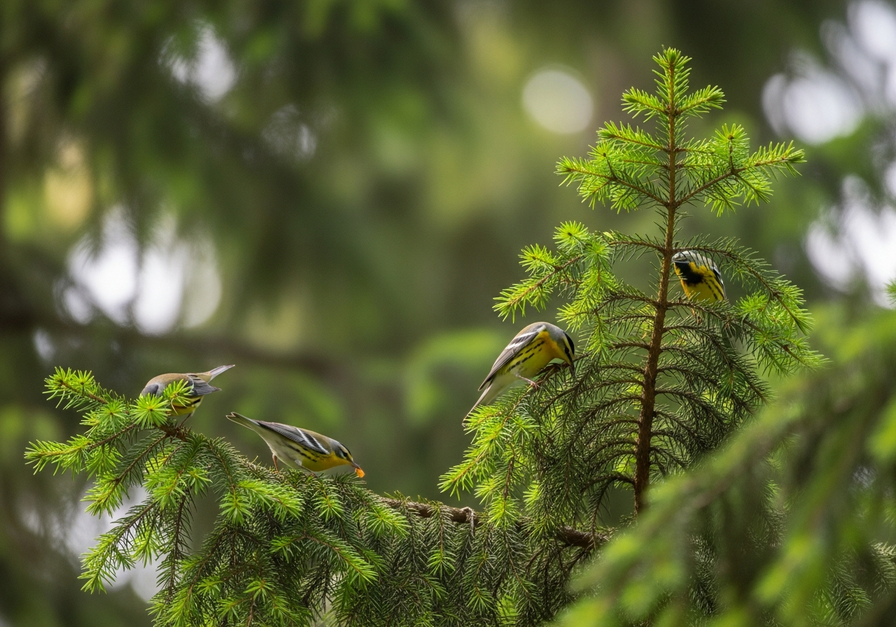 Warblers foraging in different tree strata, illustrating resource partitioning
