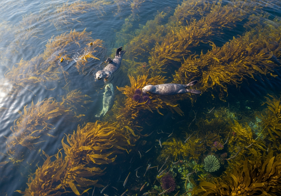 Sea otters in kelp forest