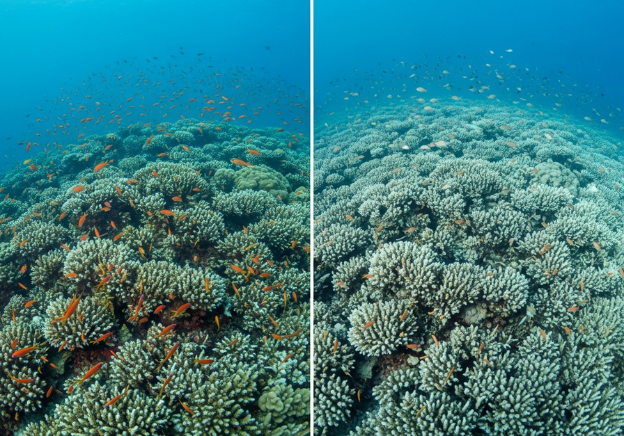 A split image showing a healthy, colorful coral reef on the left and a pale, bleached coral reef on the right.