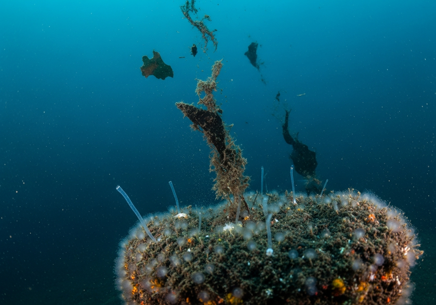 High-resolution underwater shot of a deep-sea vent with sinking organic detritus and tube worms, illustrating the deep-sea detrital food web.