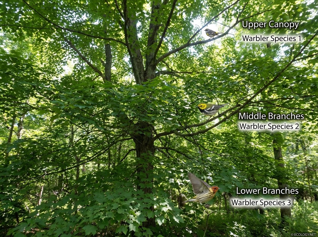 Photo-realistic image of three different warbler species foraging in distinct vertical zones of a lush deciduous tree, illustrating spatial dietary partitioning.