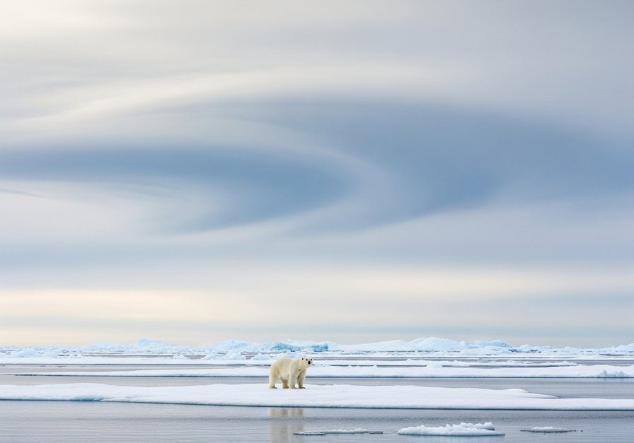 A photo of a solitary polar bear standing on a small, melting patch of sea ice, conveying the impact of climate change on its habitat.