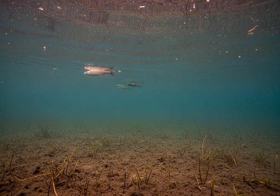 An underwater photo showing a muddy lake bottom with dead vegetation and a few dead fish in dark, low-oxygen water, depicting a 'dead zone' caused by eutrophication.