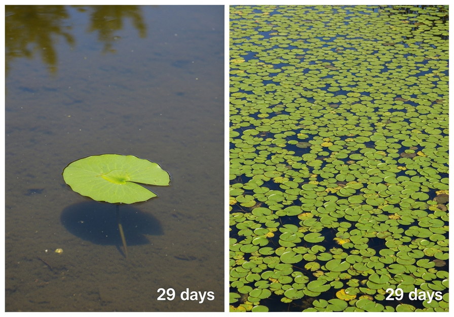 Split-screen showing a single lily pad on the left and a pond half-covered with lily pads on the right, illustrating exponential growth.