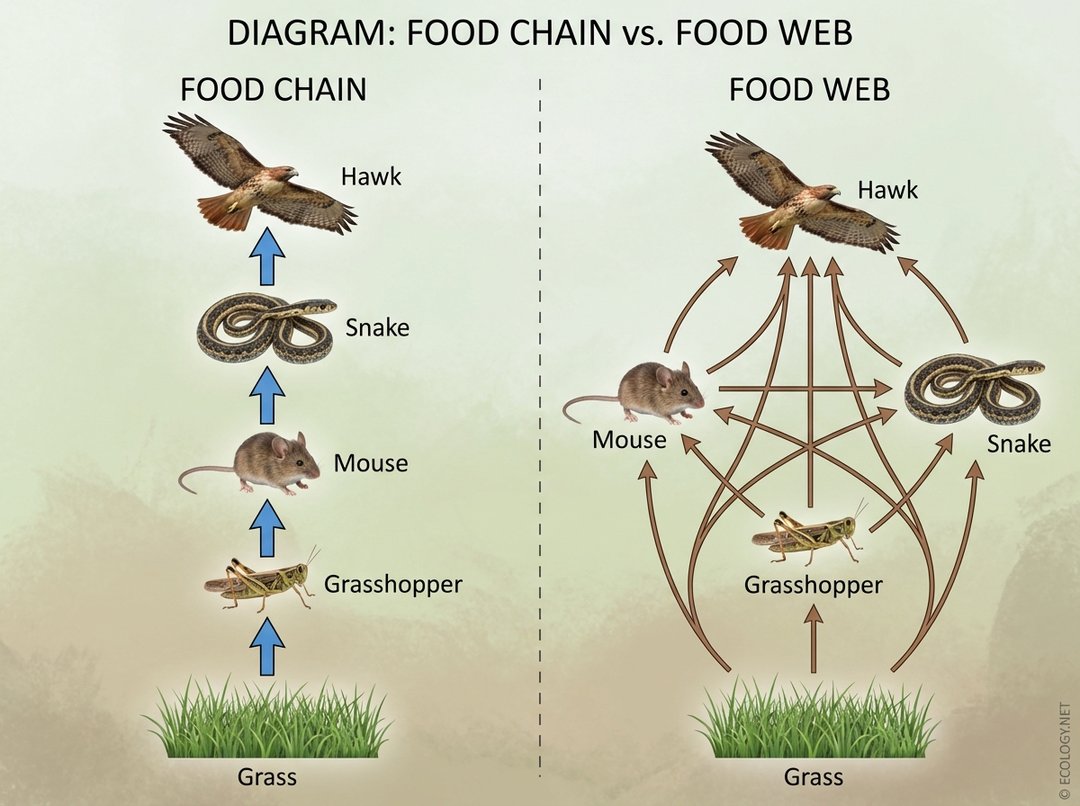 Diagram comparing a simple linear food chain with a complex, interconnected food web.