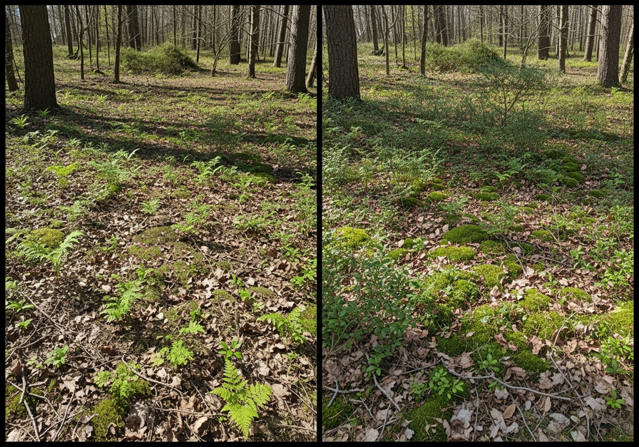 Comparison of deer-browsed and untouched forest floor