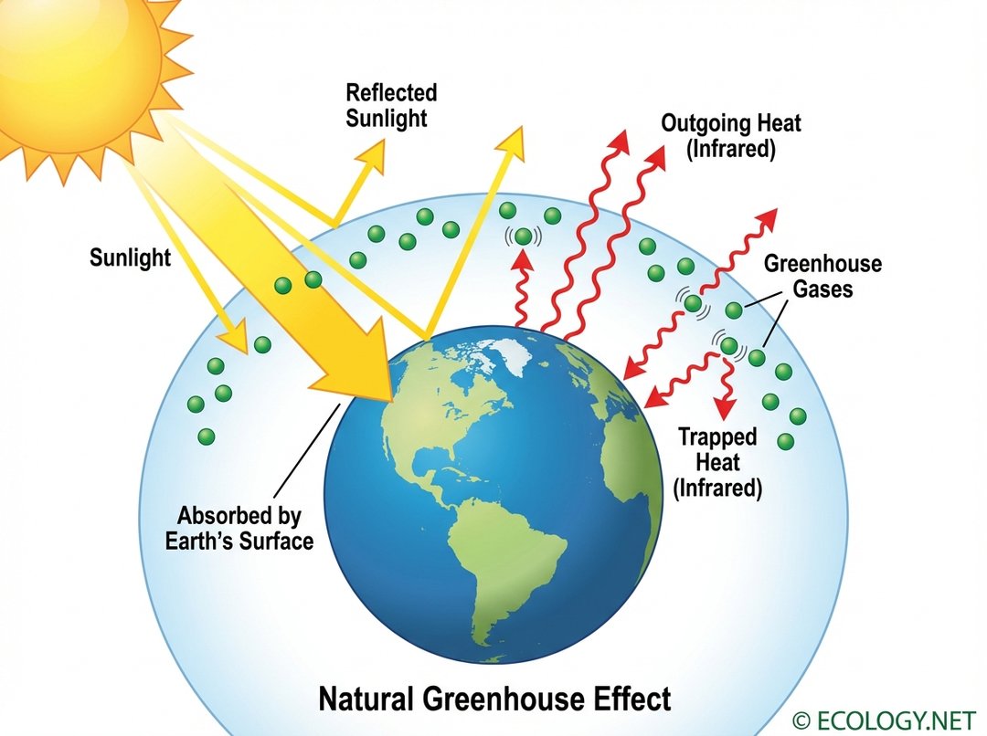 Diagram illustrating the natural greenhouse effect, showing sunlight absorption, infrared radiation, and heat trapping by atmospheric gases.