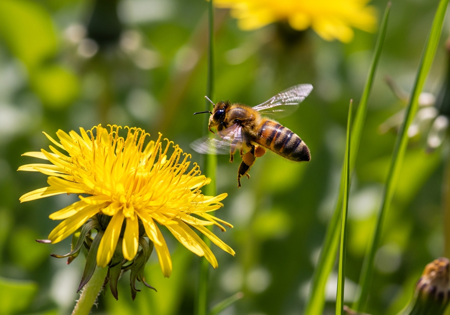 A honeybee hovering over a bright dandelion blossom, illustrating the role of bees as terrestrial indicator species.