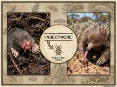 Insectivores