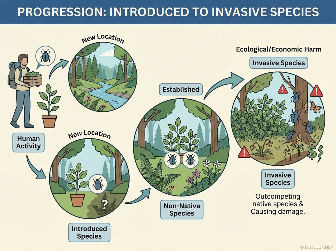 Diagram illustrating the progression from introduced to non-native to invasive species, showing human activity, establishment, and ecological harm.
