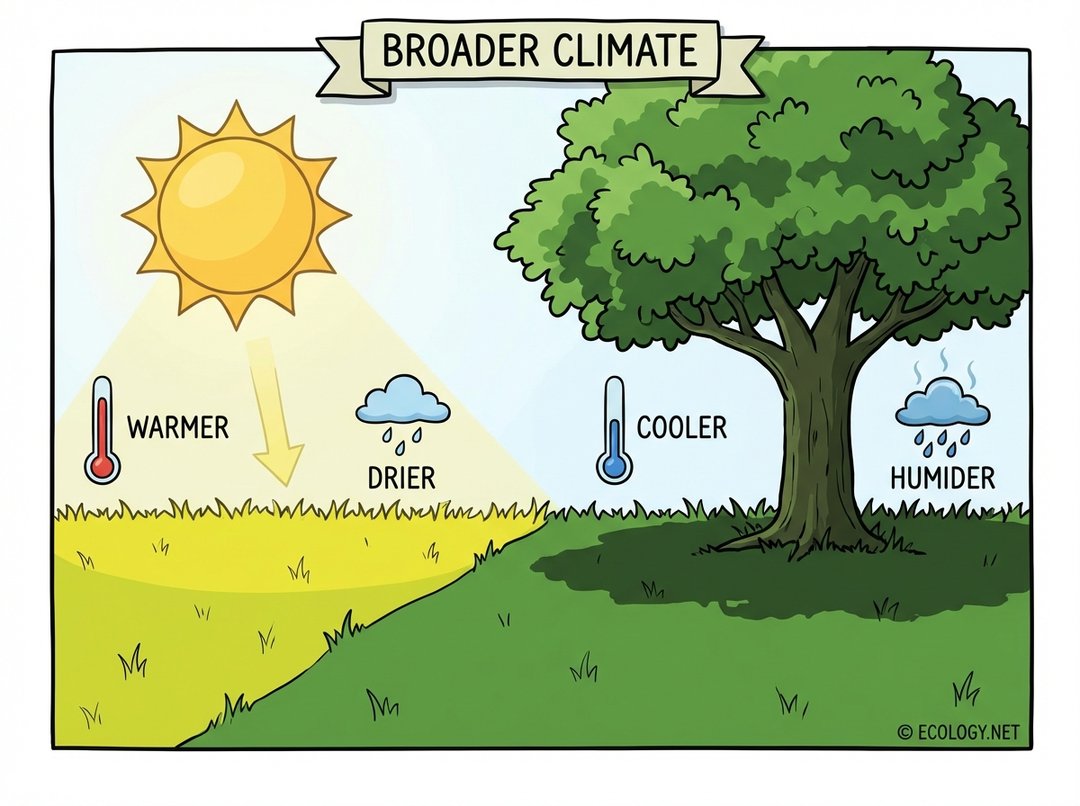 Diagram showing a sunny, warm, dry patch of grass next to a shady, cool, humid area under a tree, illustrating microclimate contrasts.