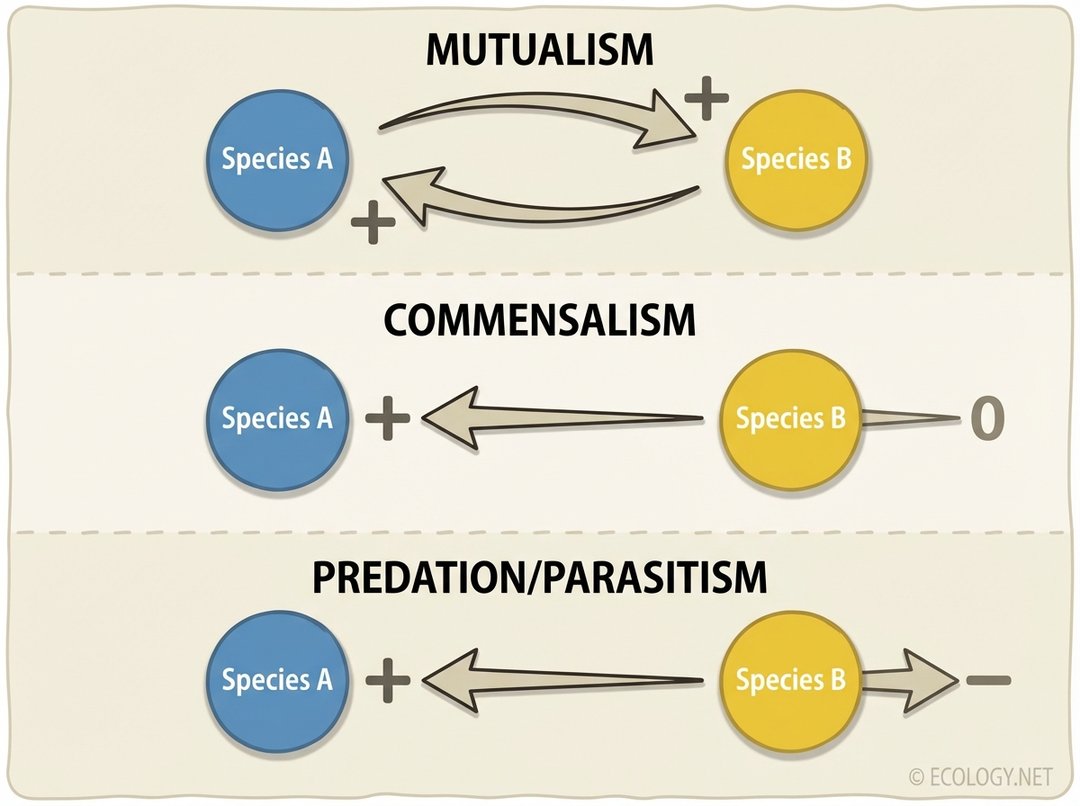 Diagram illustrating ecological interactions: Mutualism (both benefit), Commensalism (one benefits, other unaffected), and Predation/Parasitism (one benefits, other harmed).