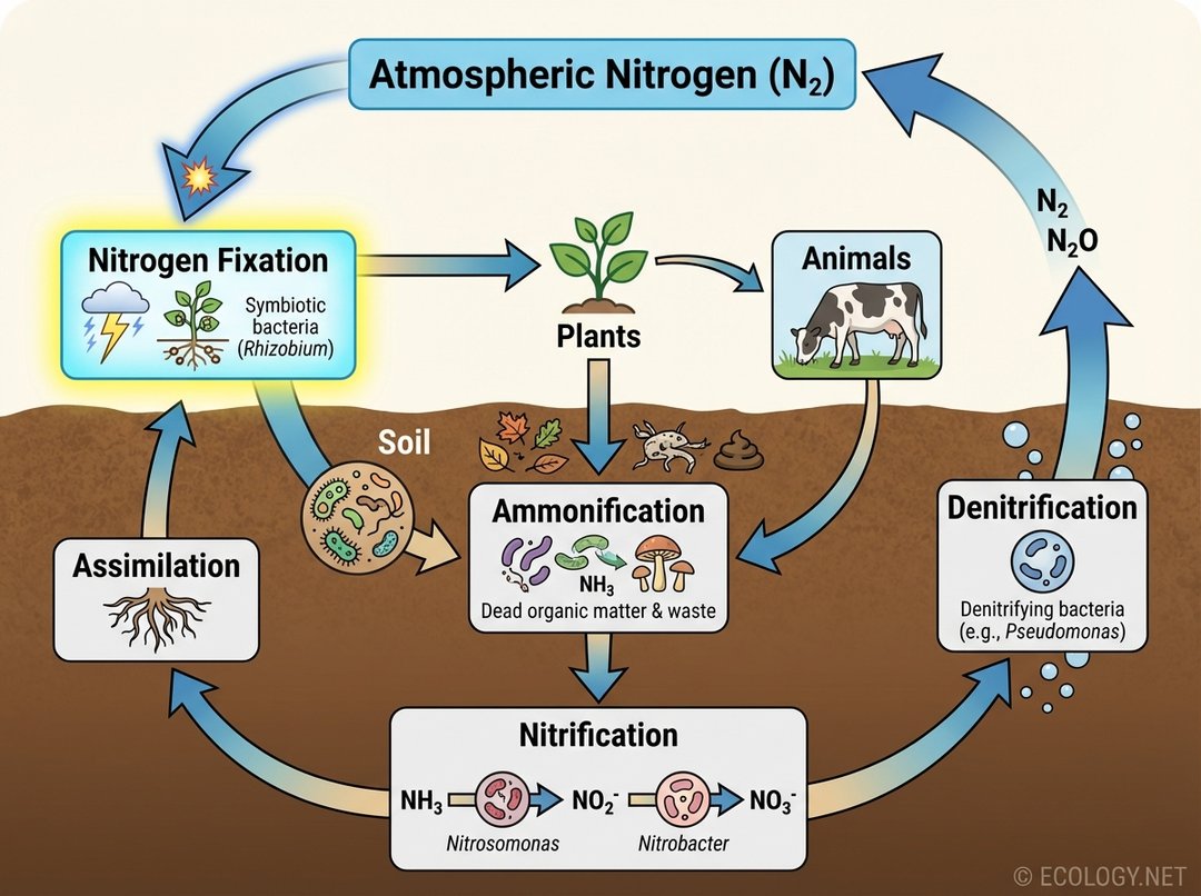 Illustrative diagram of the complete nitrogen cycle, highlighting nitrogen fixation as the initial step converting atmospheric nitrogen into usable forms.