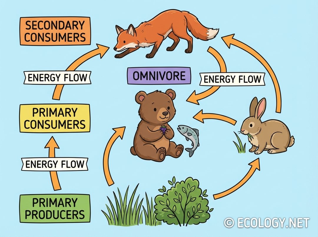 An illustrative diagram showing a simplified food web with an omnivore connecting to primary producers, primary consumers, and secondary consumers, demonstrating its role at multiple trophic levels and energy flow.
