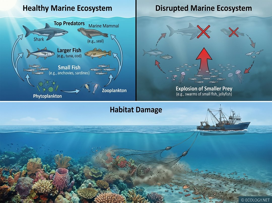 Diagram showing a healthy marine ecosystem with a balanced food web contrasted with a disrupted ecosystem due to overfishing, and a bottom trawler damaging a coral reef.