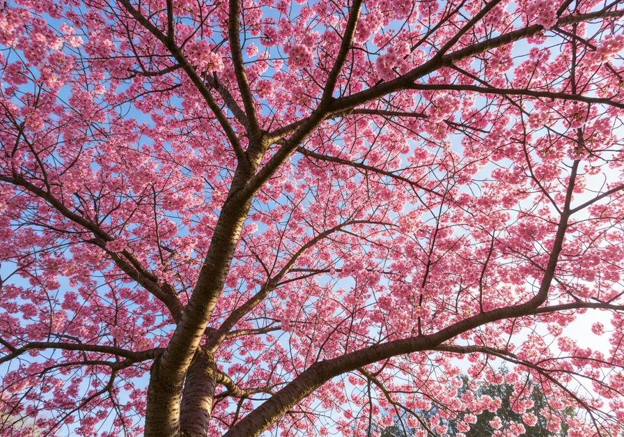 A vibrant cherry blossom tree in full bloom, showcasing delicate pink petals against a clear blue sky.