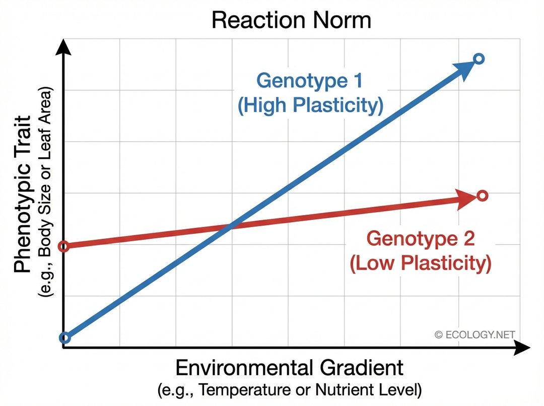 Line graph showing two reaction norms: Genotype 1 with a steep positive slope (high plasticity) and Genotype 2 with a flatter slope (lower plasticity) across an environmental gradient.