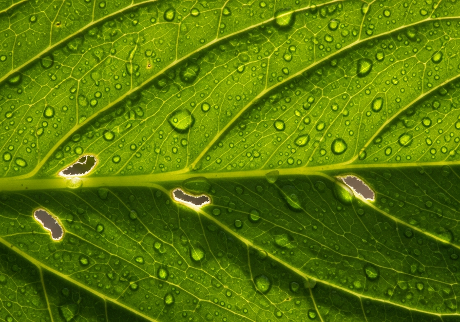 Close-up of a green leaf surface showing stomata and dew droplets