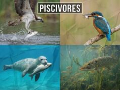 Piscivores
