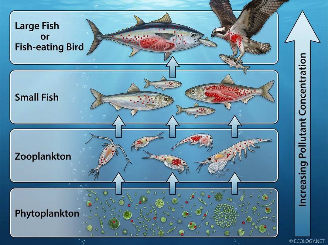 Diagram illustrating biomagnification in an aquatic food chain, showing increasing pollutant concentration from phytoplankton to a large predatory fish.