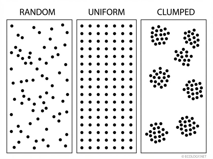 Diagram illustrating three types of population distribution: Random, Uniform, and Clumped patterns of dots.