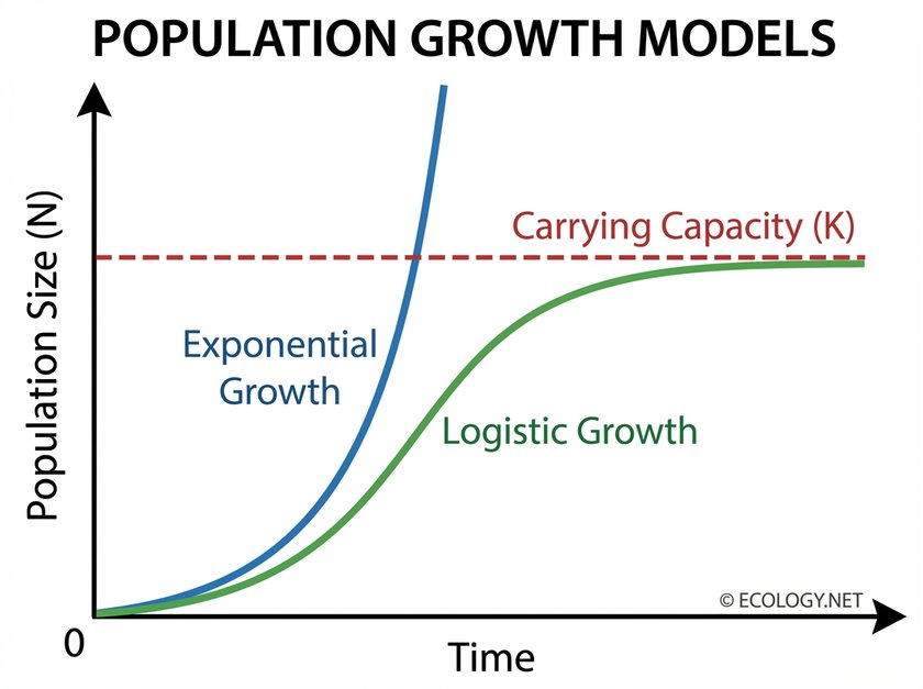 Graph illustrating logistic population growth with an S-curve, showing exponential growth leveling off at carrying capacity (K).