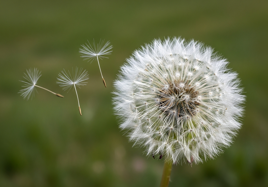 A close-up of a dandelion seed head with fluffy seeds dispersing in the wind, illustrating high fecundity and dispersal.