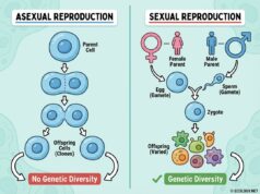 Reproductive strategies