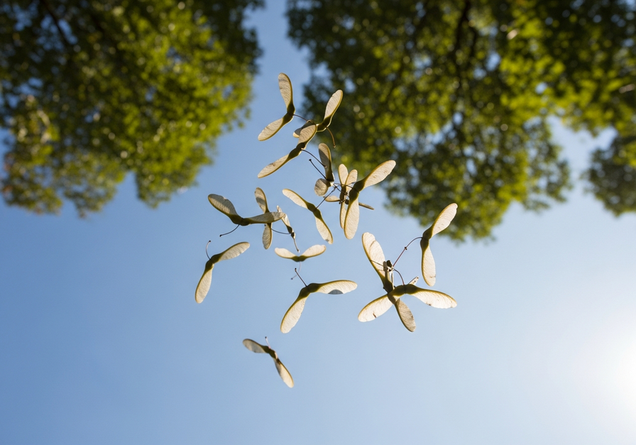 Maple samaras with silvery wings falling through a clear blue sky, catching sunlight.