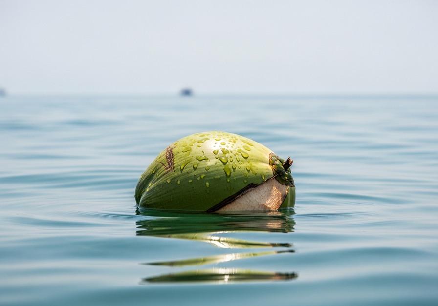 A whole green coconut fruit bobbing on a calm ocean surface.