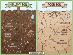 Soil Enrichment