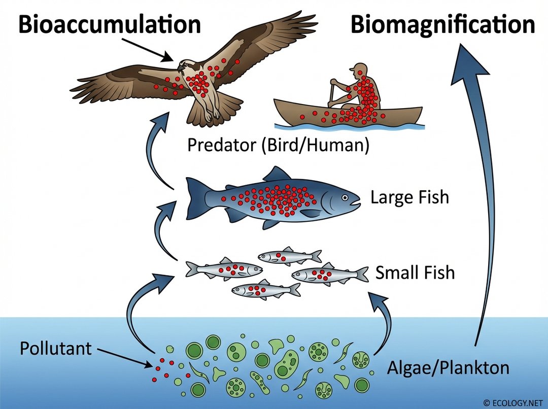 A scientific diagram depicting bioaccumulation and biomagnification in an aquatic food chain, showing increasing pollutant concentration from algae to a predator.
