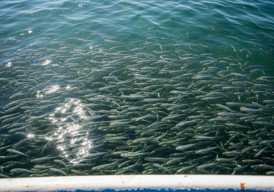 A dense school of silver anchovies swimming near the surface, thriving in upwelling-rich waters off Chile.