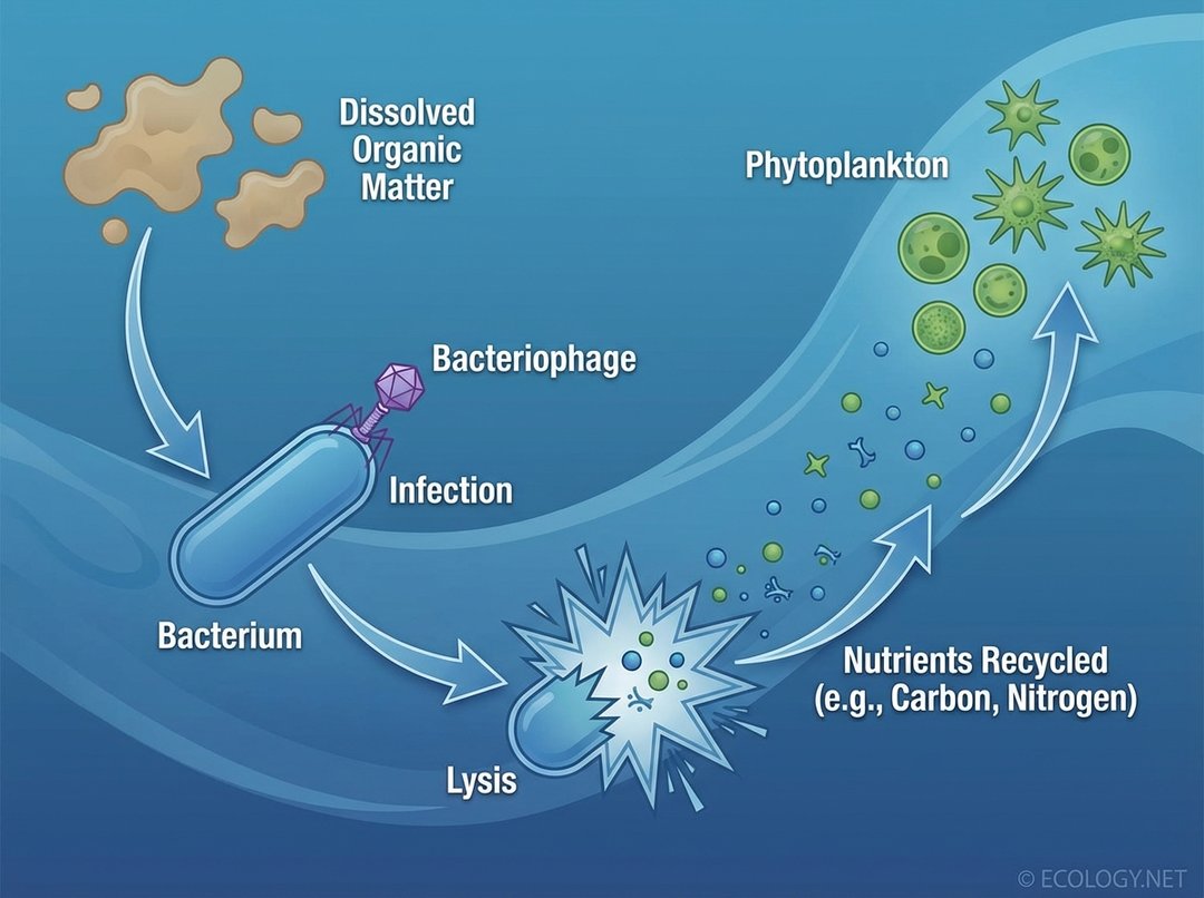 Diagram showing bacteriophages infecting bacteria in the microbial loop, leading to nutrient recycling in aquatic environments.